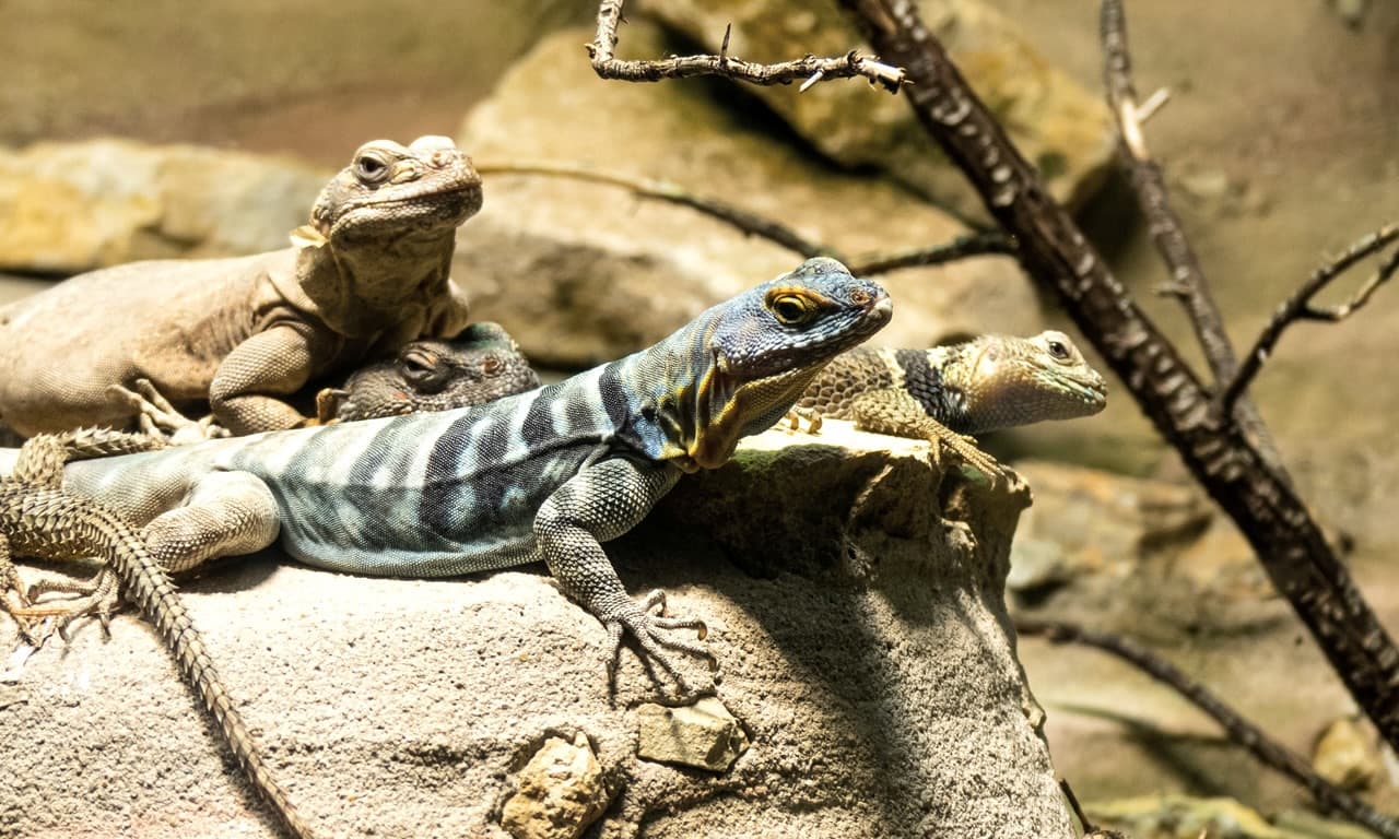 Terrarium i jego mieszkańcy - co o tym wiesz?