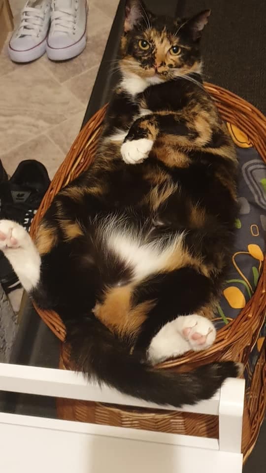Mieszana