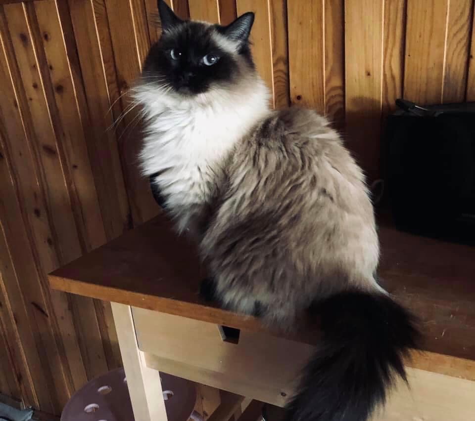 Ragdoll