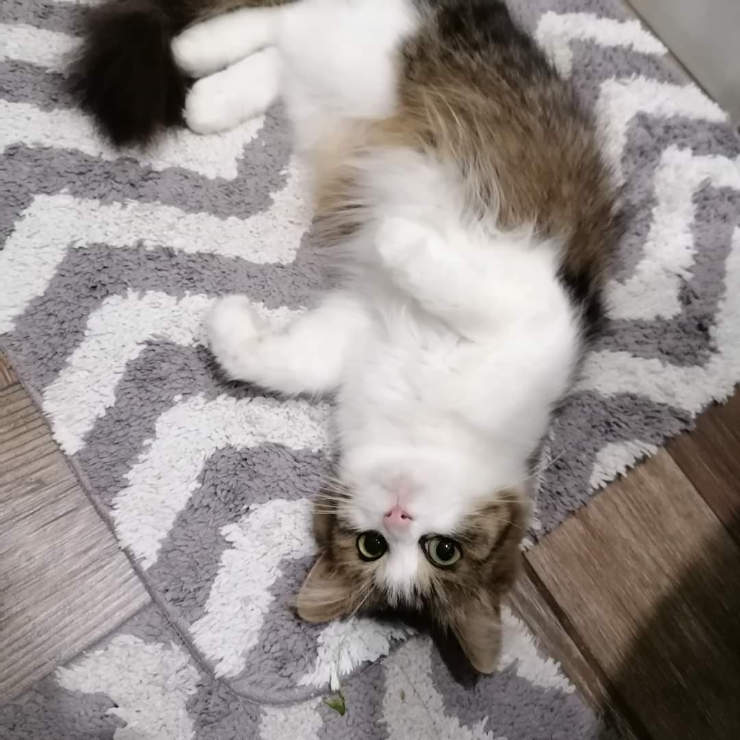 Mieszana