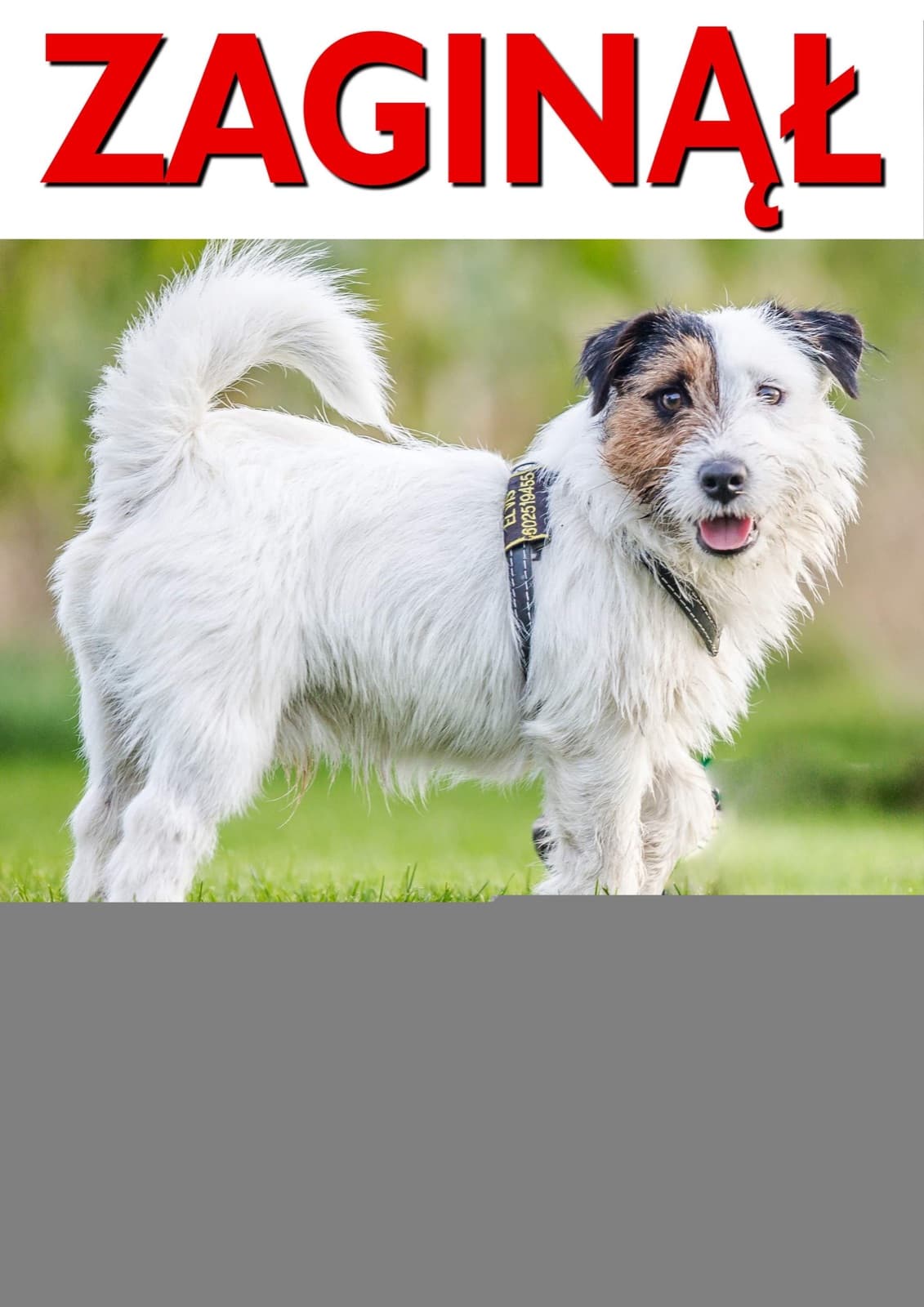JACK RUSSEL TERRIER