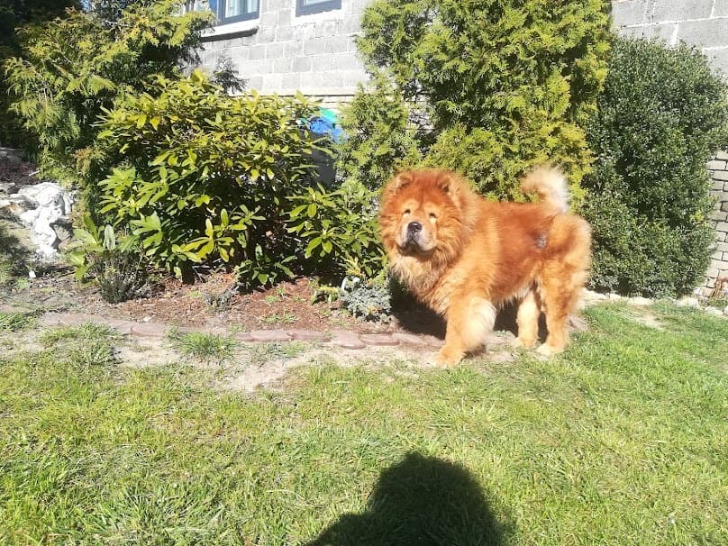 chow chow