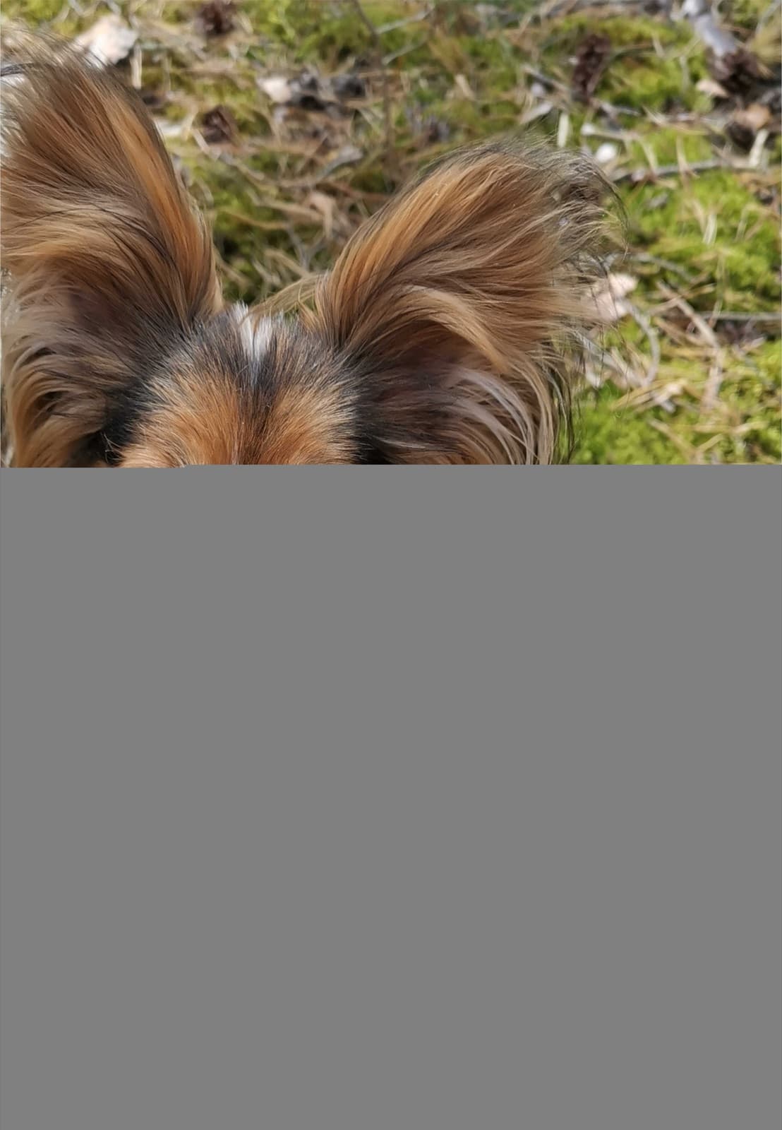 Papillon