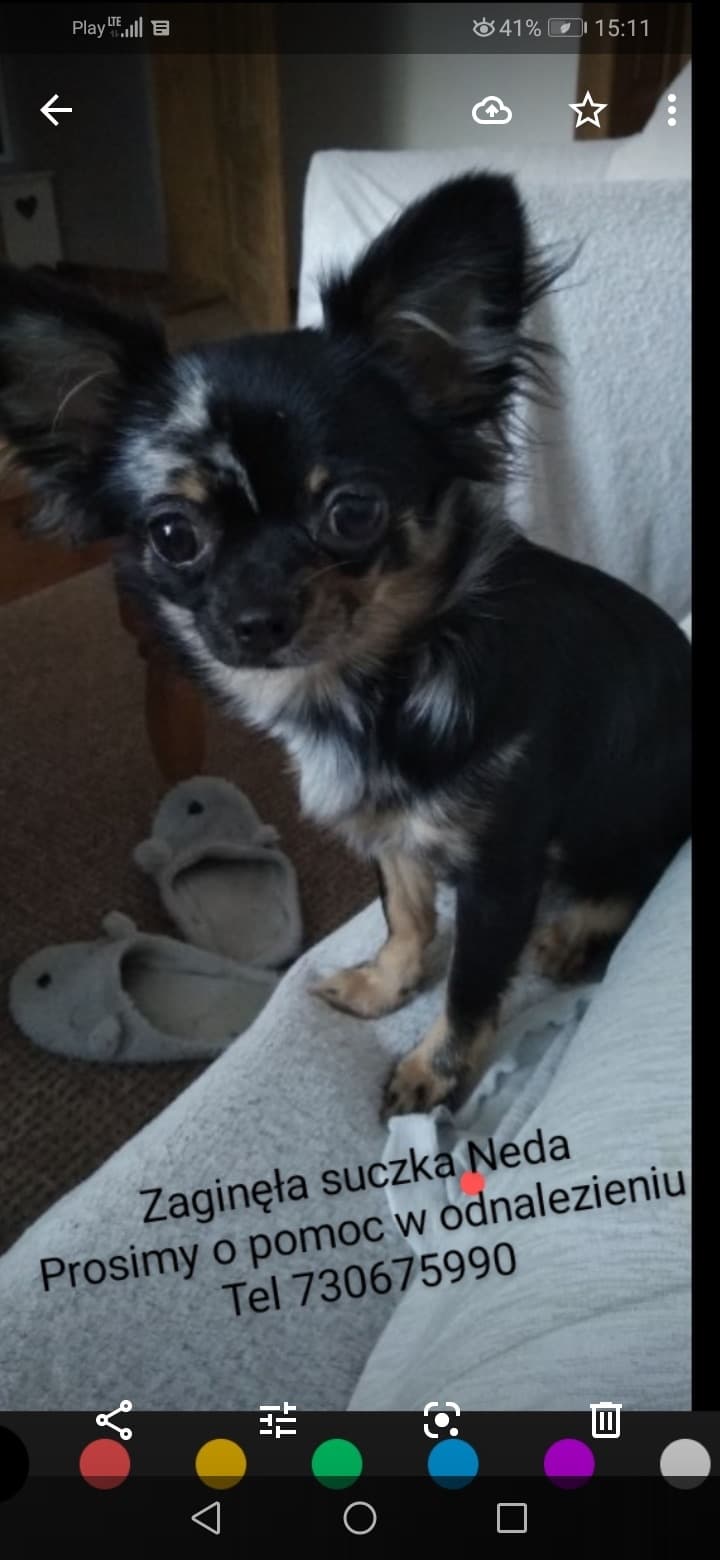 Chihuahua
