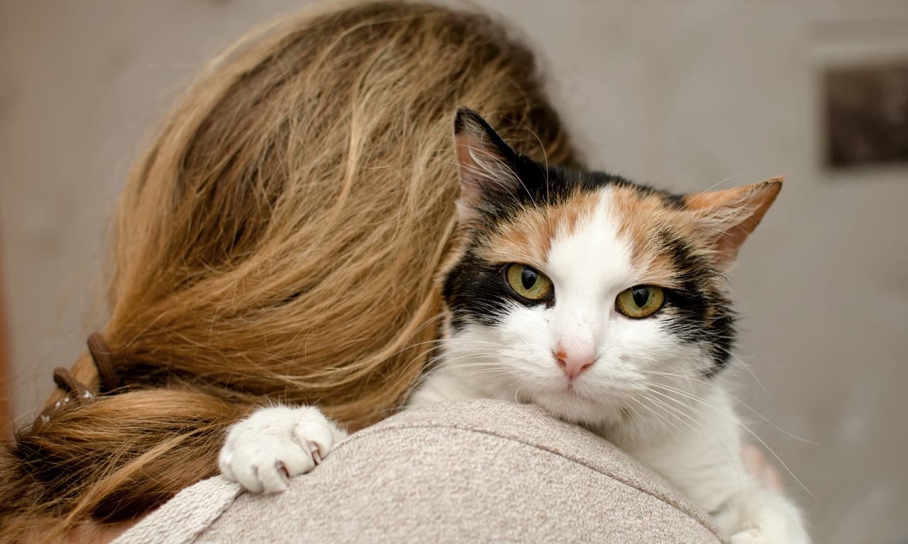 Co powinieneś wiedzieć, nim podejmiesz decyzję o adopcji kota