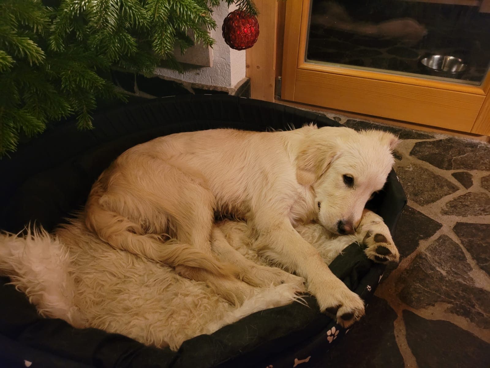 Golden retriever