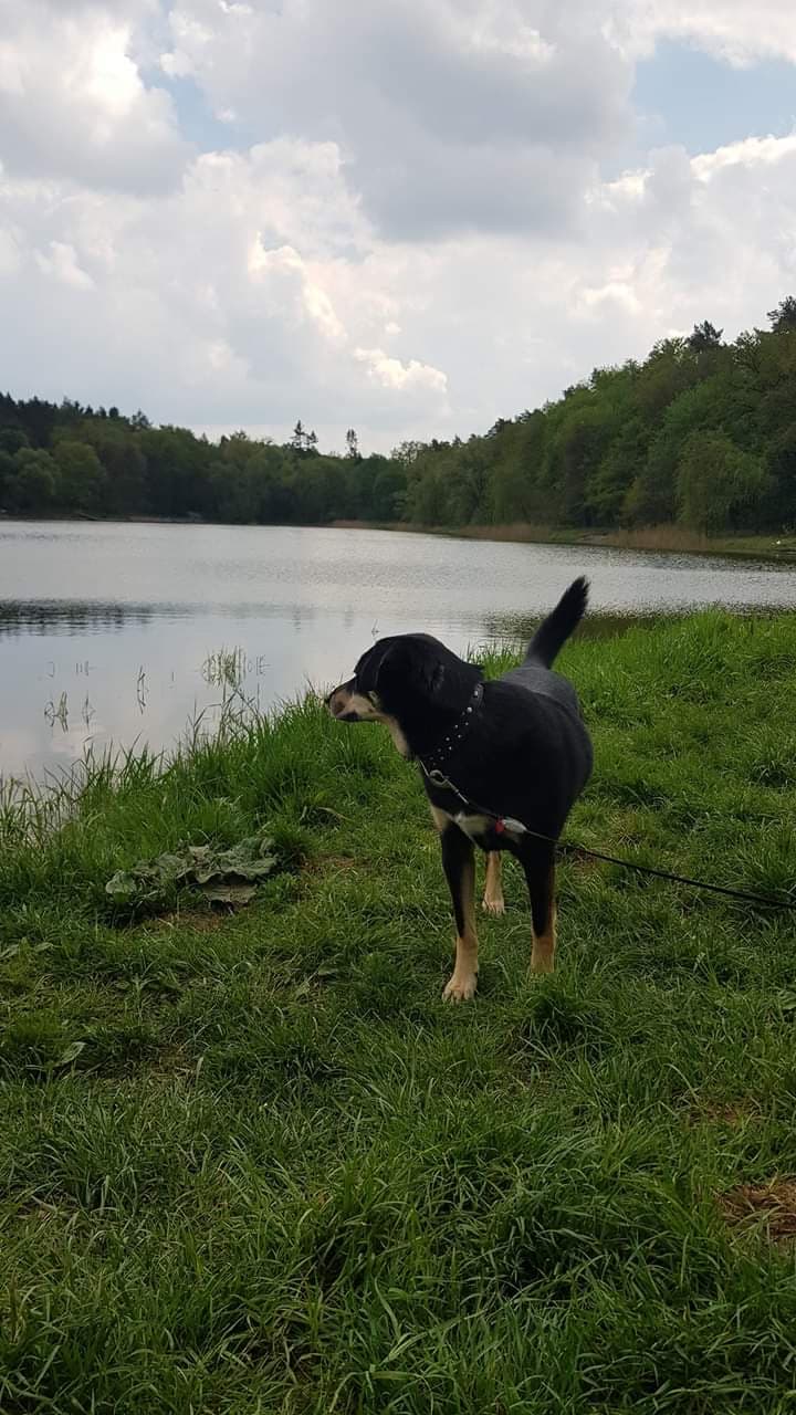 Kundel