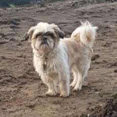 Shih Tzu