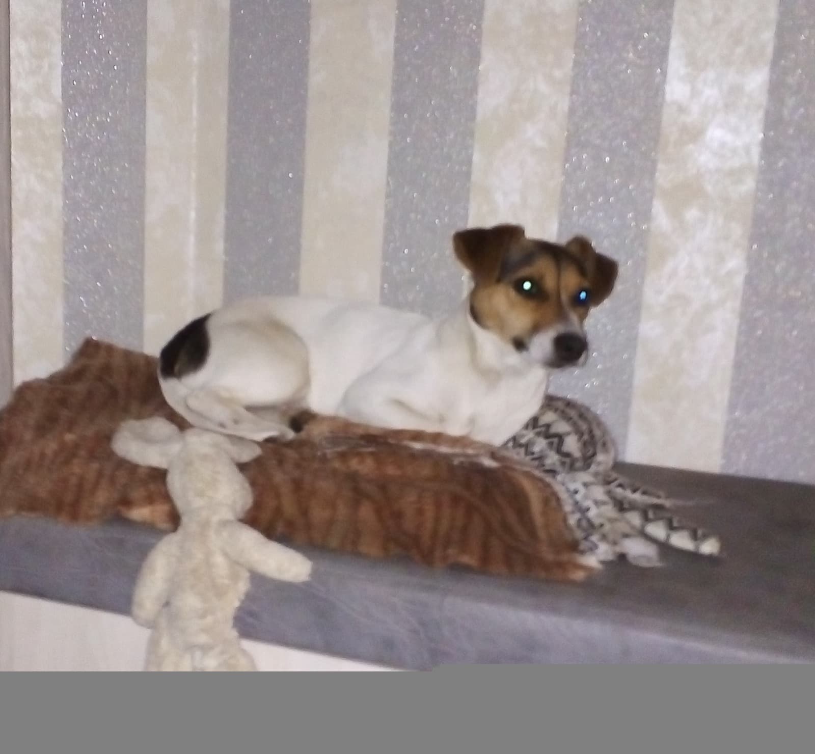 Jack Rassel Terrier