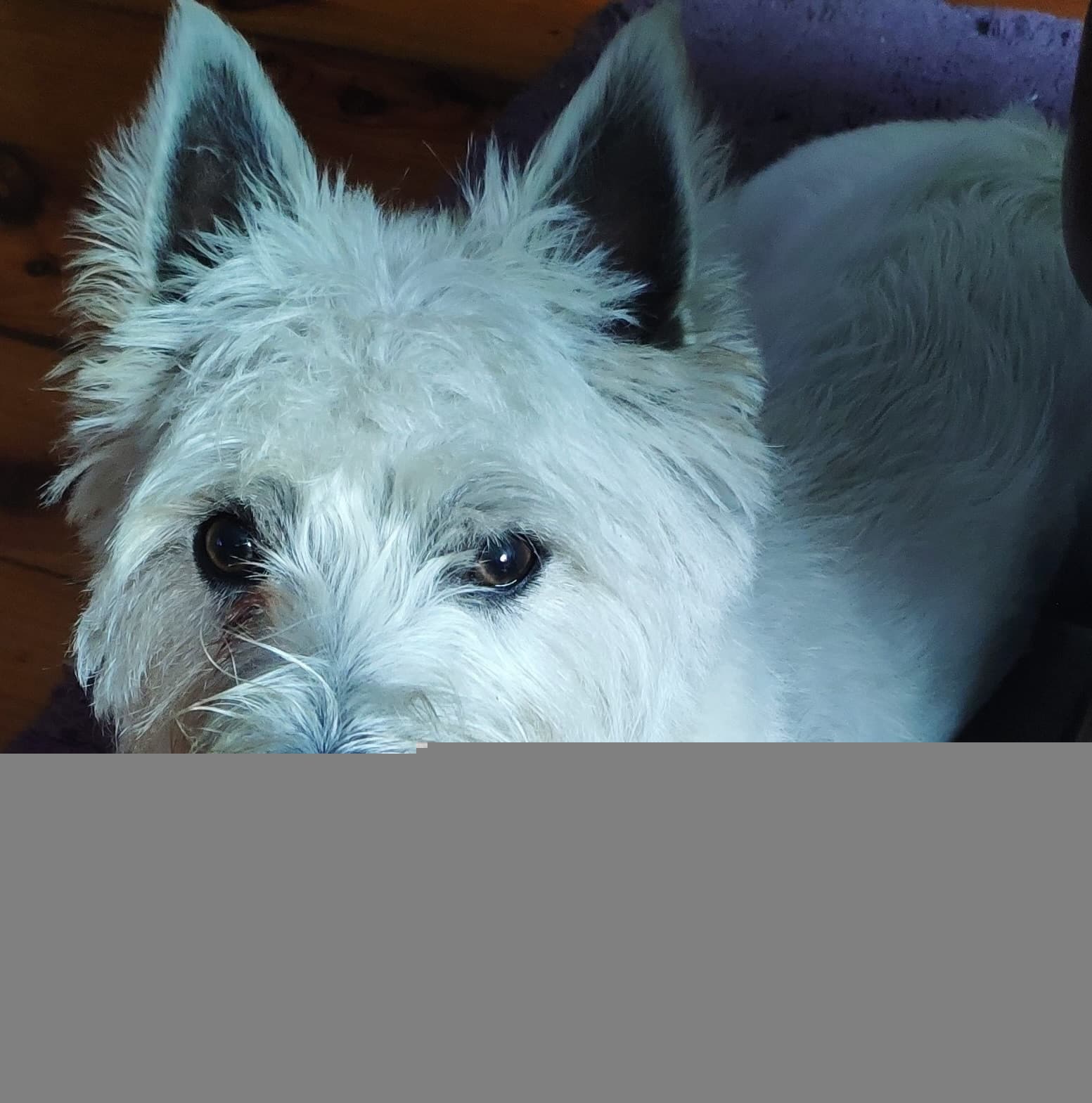 West Terrier
