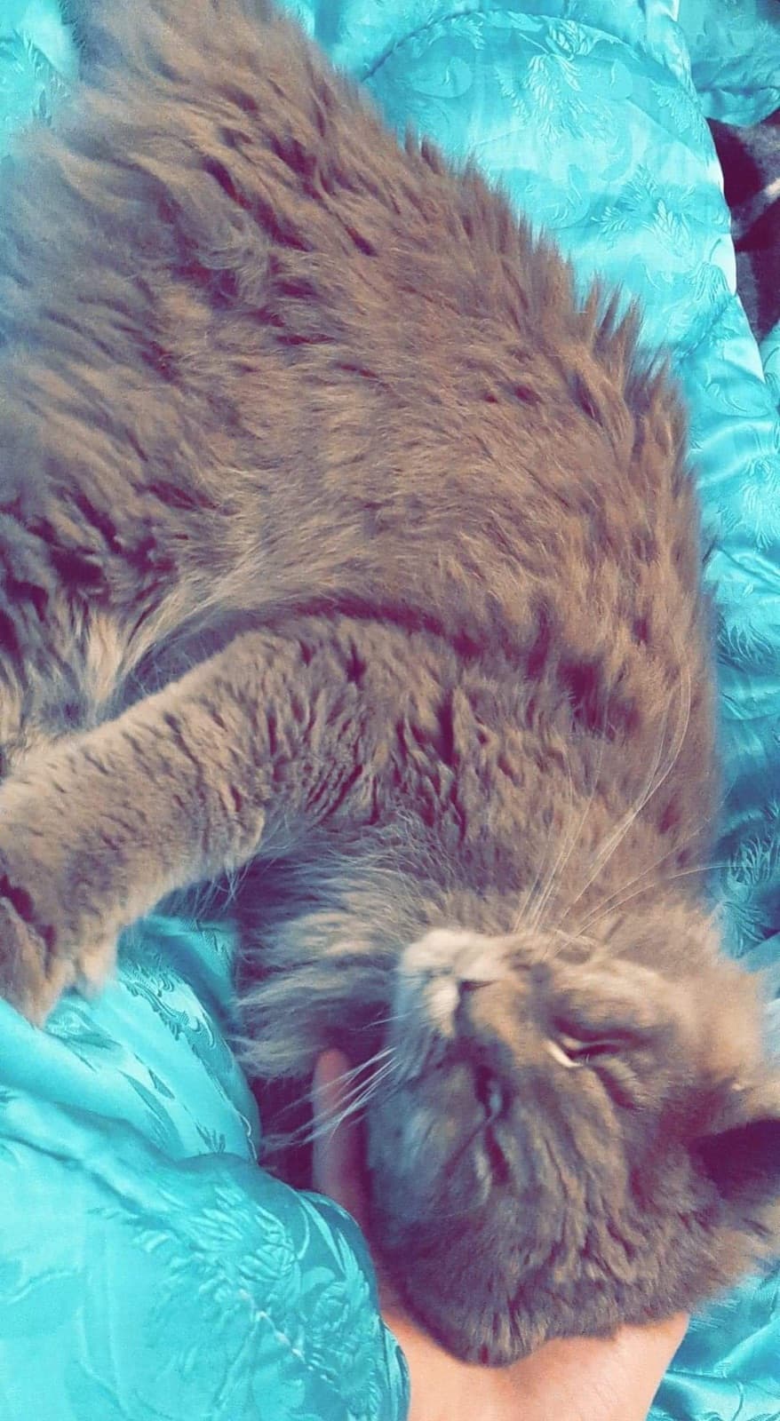 Maine coon